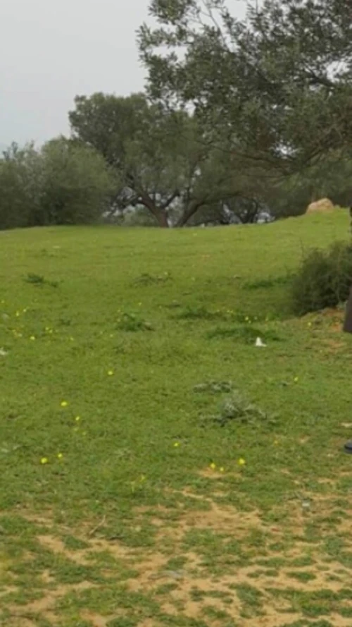 Vente Terrain Tizi Ouzou Tizi ghenif