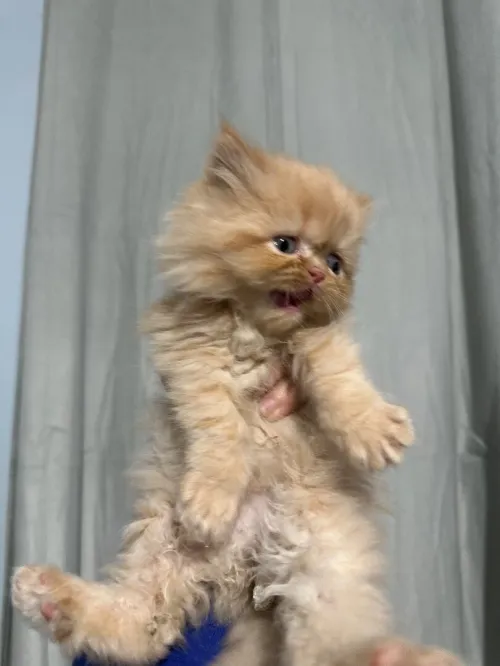 Chat persan 