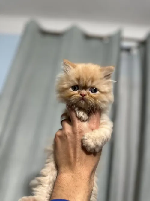 Chat persan 
