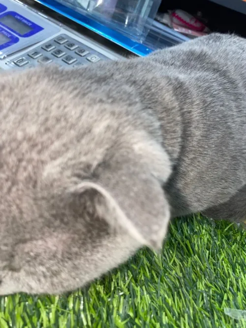 Un chat mâle race scottish fold pour accouplement