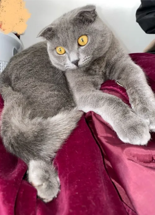 Chat scottish
