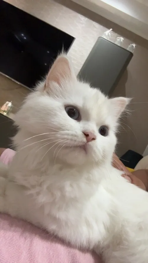 Chat persan femelle 