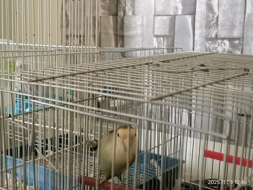 À vendre  3 Calopsittes (1 mâle + 2 femelles) et 1 Inséparable mâle