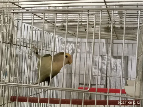 À vendre  3 Calopsittes (1 mâle + 2 femelles) et 1 Inséparable mâle