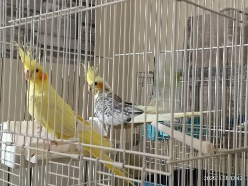 À vendre  3 Calopsittes (1 mâle + 2 femelles) et 1 Inséparable mâle