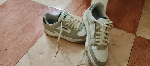 Puma caven