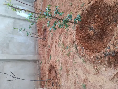 Vente Villa Mostaganem Sidi lakhdaara