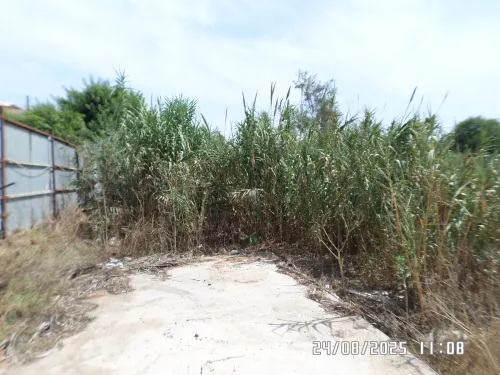 Vente Terrain Alger Staoueli
