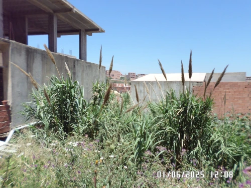 Vente Terrain Alger Khraissia