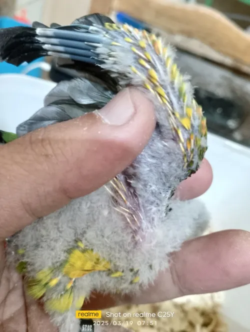 Conure yalow sided 