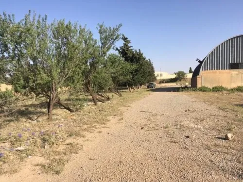 Vente Hangar Tiaret Tiaret