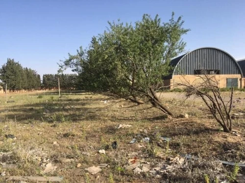 Vente Hangar Tiaret Tiaret