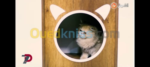 Chats persan