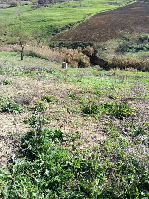 Vente Terrain Médéa Medea