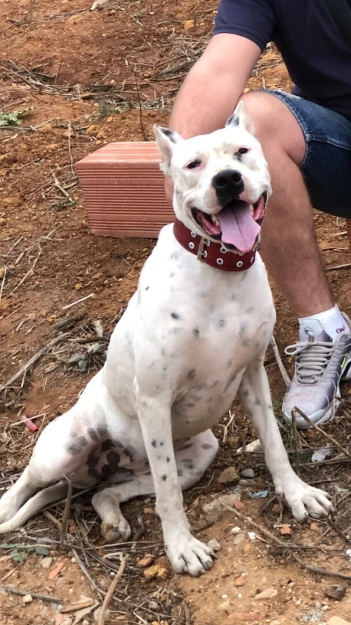 Dog argentin 