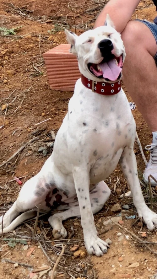 Dog argentin 