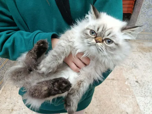 chat persan