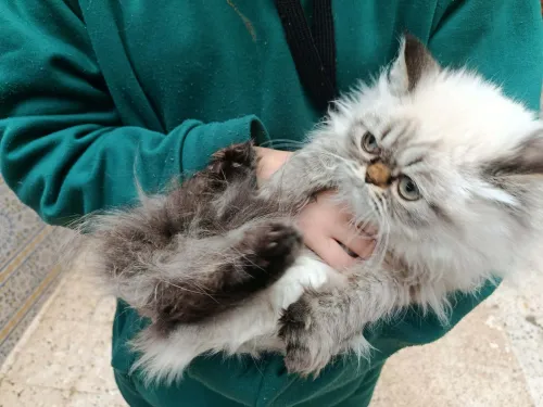 chat persan