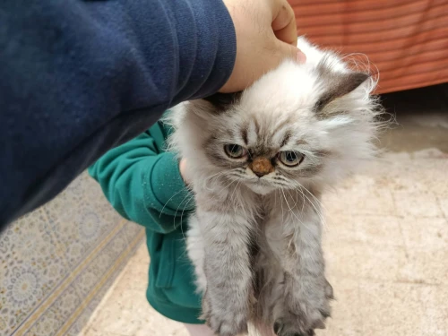 chat persan