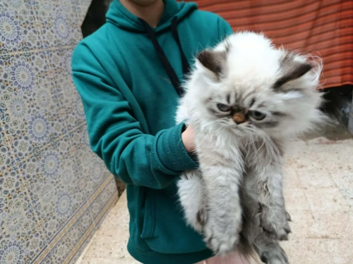 chat persan