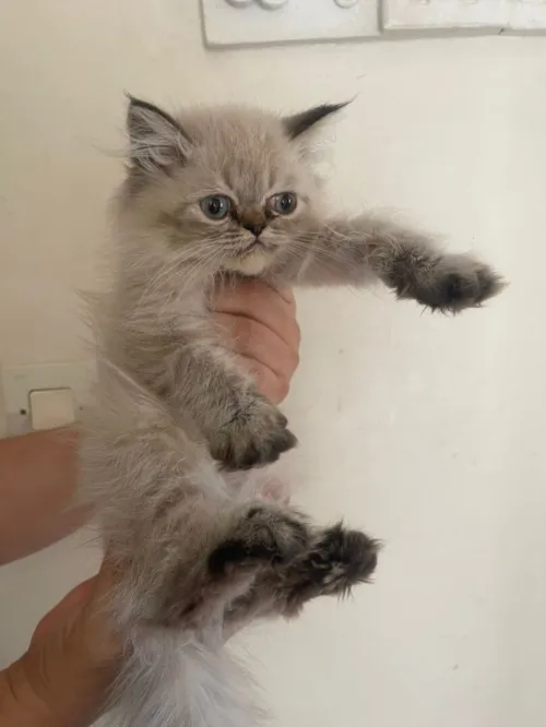 CHATON PERSAN