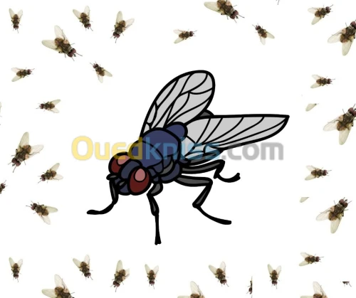 Extermination des mouches  القضاء على الذبان 