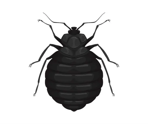 Extermination des punaises de lit بق الفراش à chlef