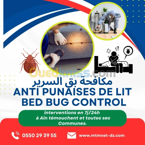 Extermination des punaises de lit بق الفراش à ain témouchent 
