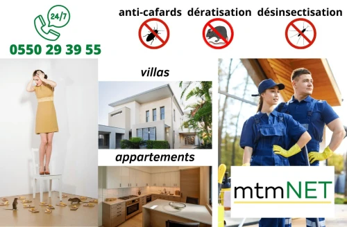 Extermination des cafards à chlef et ses environs 