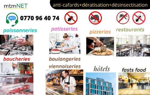 Extermination des cafards à chlef et ses environs 