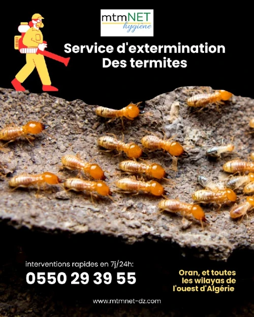 Extermination des termites, fourmis et fourmilières à oran
