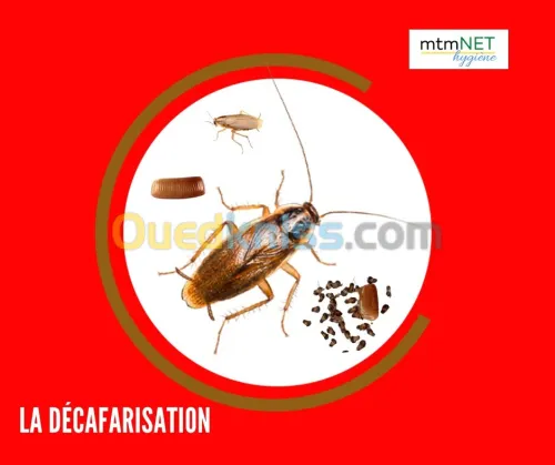 Extermination des Cafards à oran