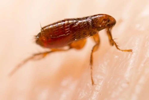 Extermination des puces de chat et puces de chien البرغوث à ain témouchent 