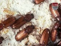 Fumigation gaz PH3 des denrées agroalimentaires sur 58 wilayas 