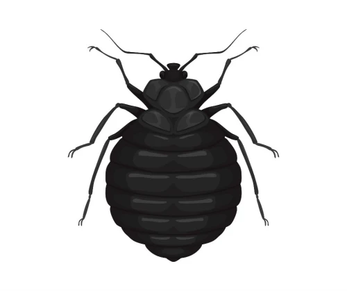 Extermination des punaises de lit بق الفراش à relizane 