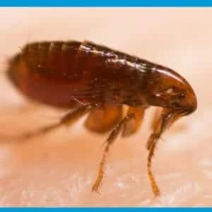 Extermination des puces de chat et puces de chien البرغوث à ain témouchent 