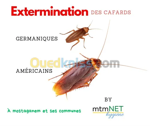 Service d'extermination des Cafards à Mostaganem 