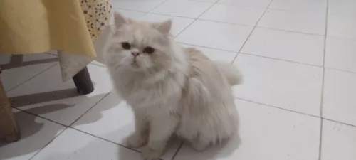 Chat persan
