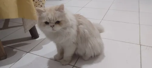 Chat persan