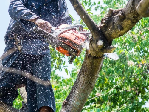 Abattage Et Taille De Tout Type D'arbres, Nettoyage Jardin