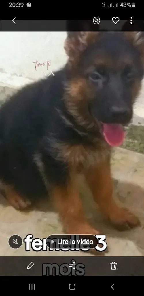 Berger allemand 