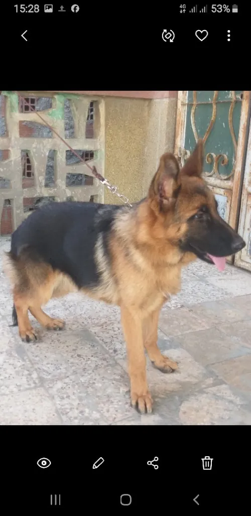 Berger allemand