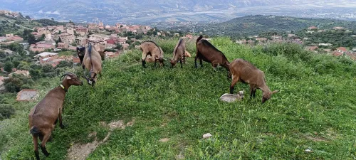 Vente chèvre alpine بيع ماعز البين