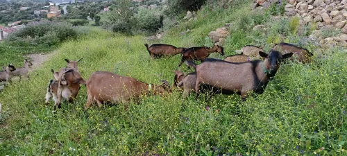 Vente chèvre alpine بيع ماعز البين