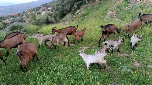 Vente chèvre alpine بيع ماعز البين
