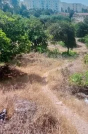 Vente Terrain Guelma Heliopolis