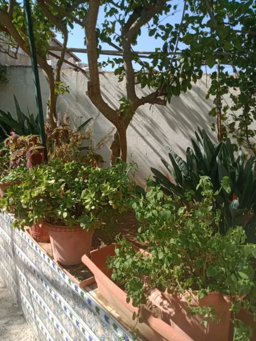 Vente Villa Alger El biar