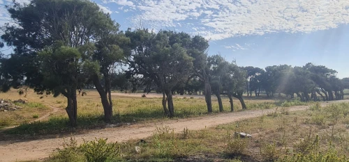 Vente Terrain Alger Reghaia
