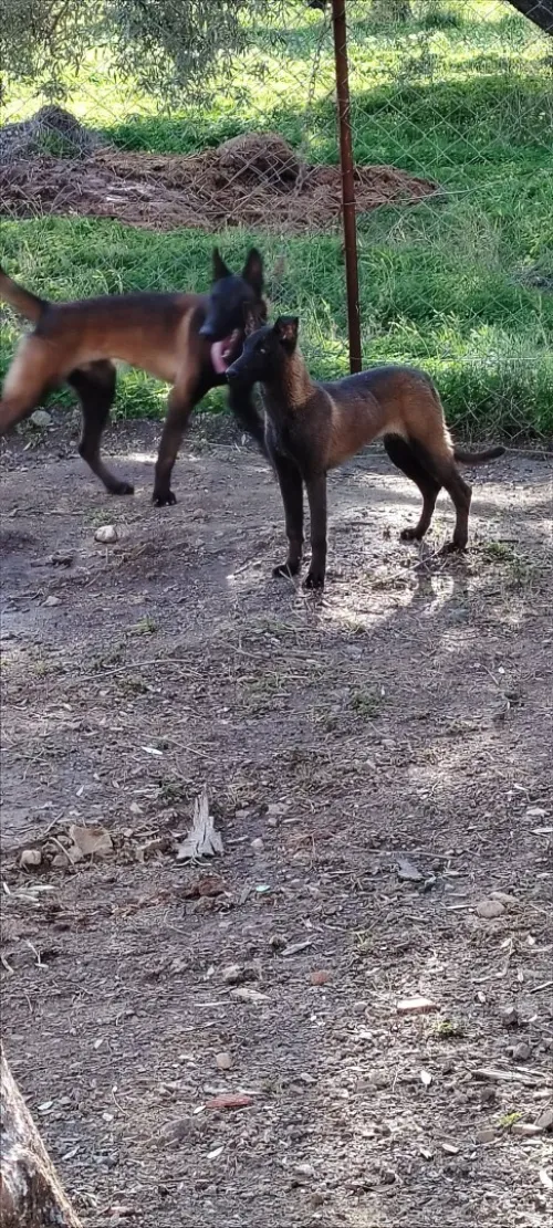 Femelle malinois