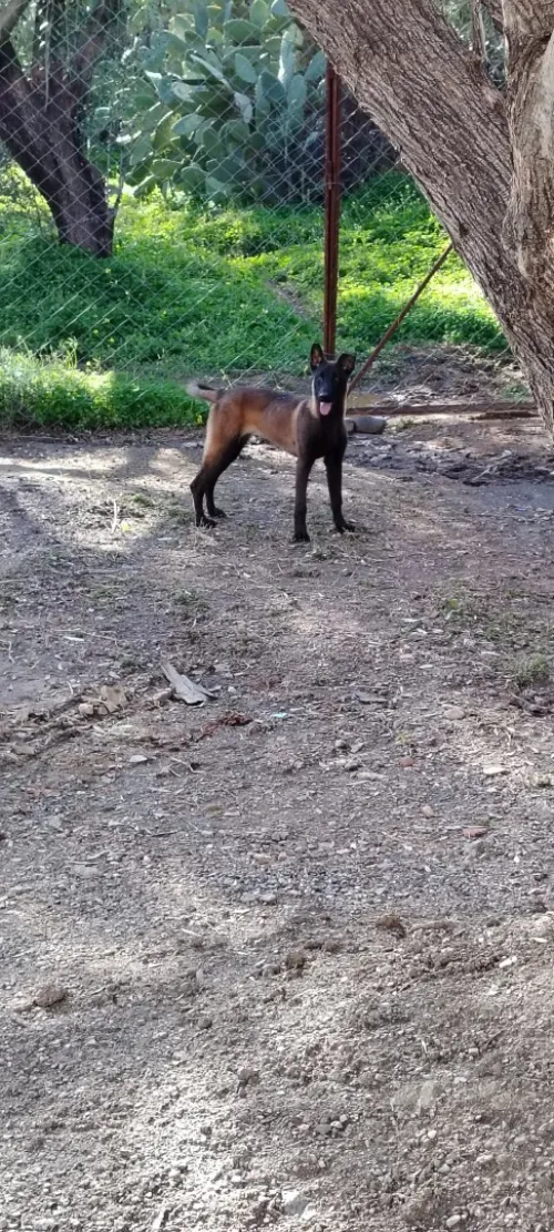 Femelle malinois